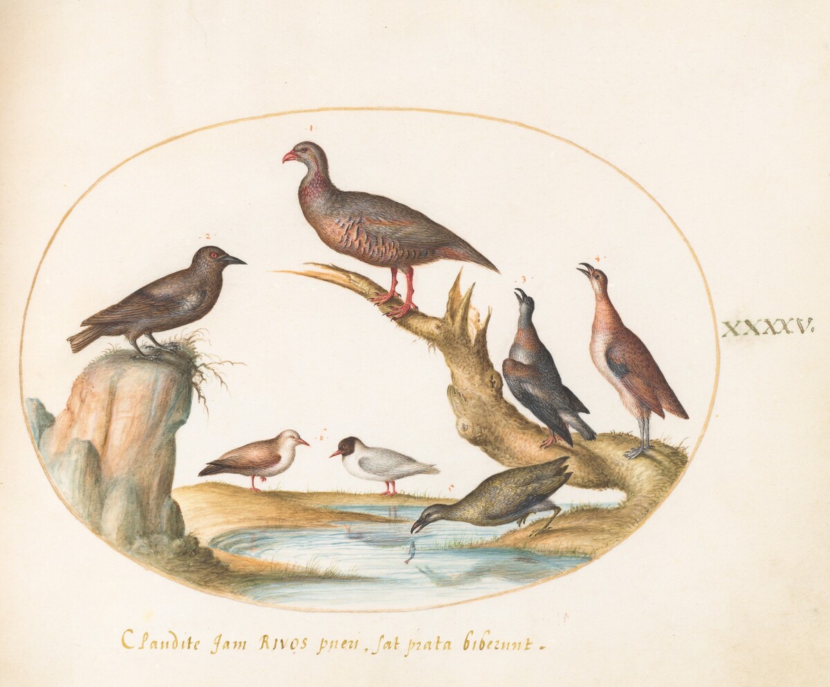 Plate 45: Spotted Nutcracker and Shore Birds by Joris Hoefnagel