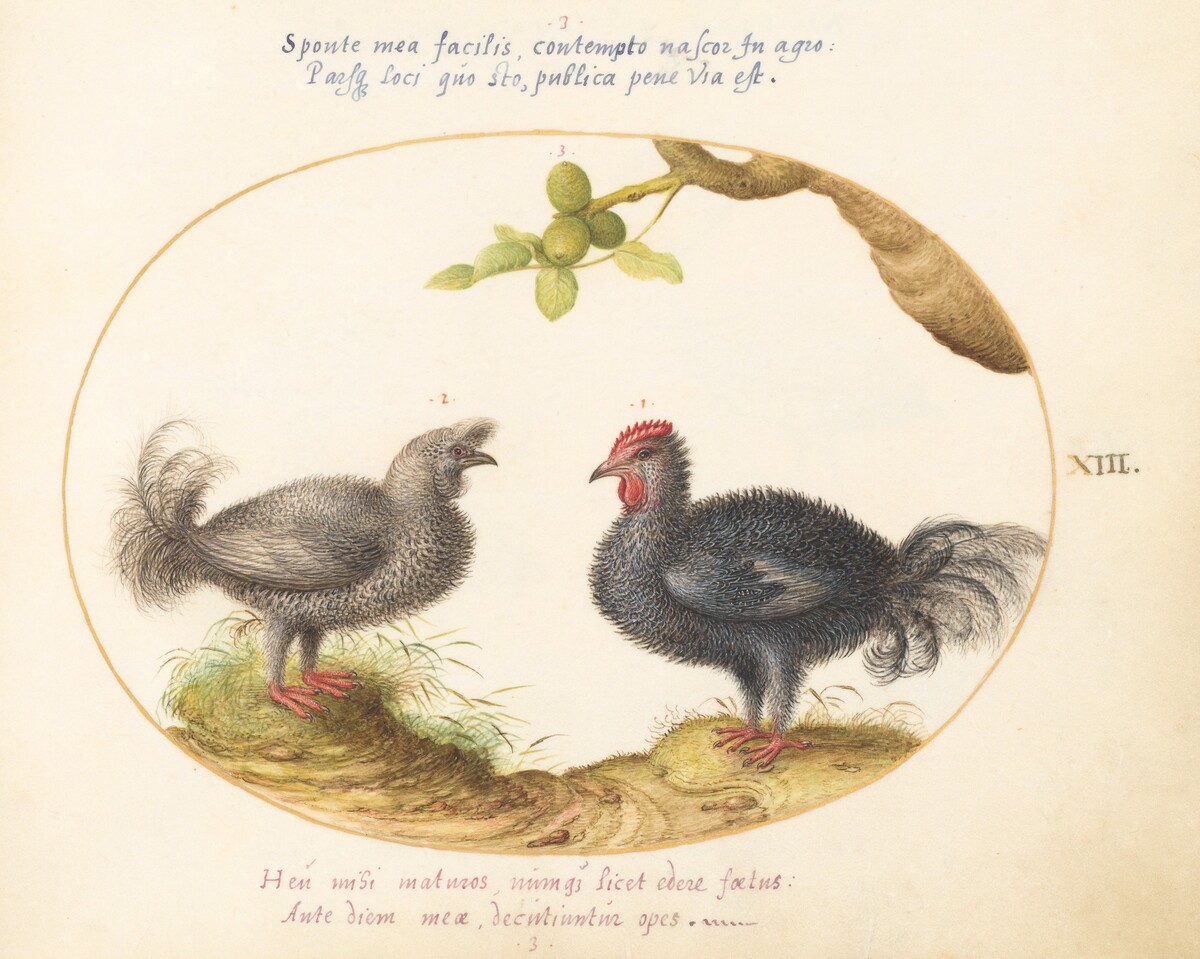 Plate 13: Two Curly Gray Chickens (Silkie Chickens?) by Joris Hoefnagel