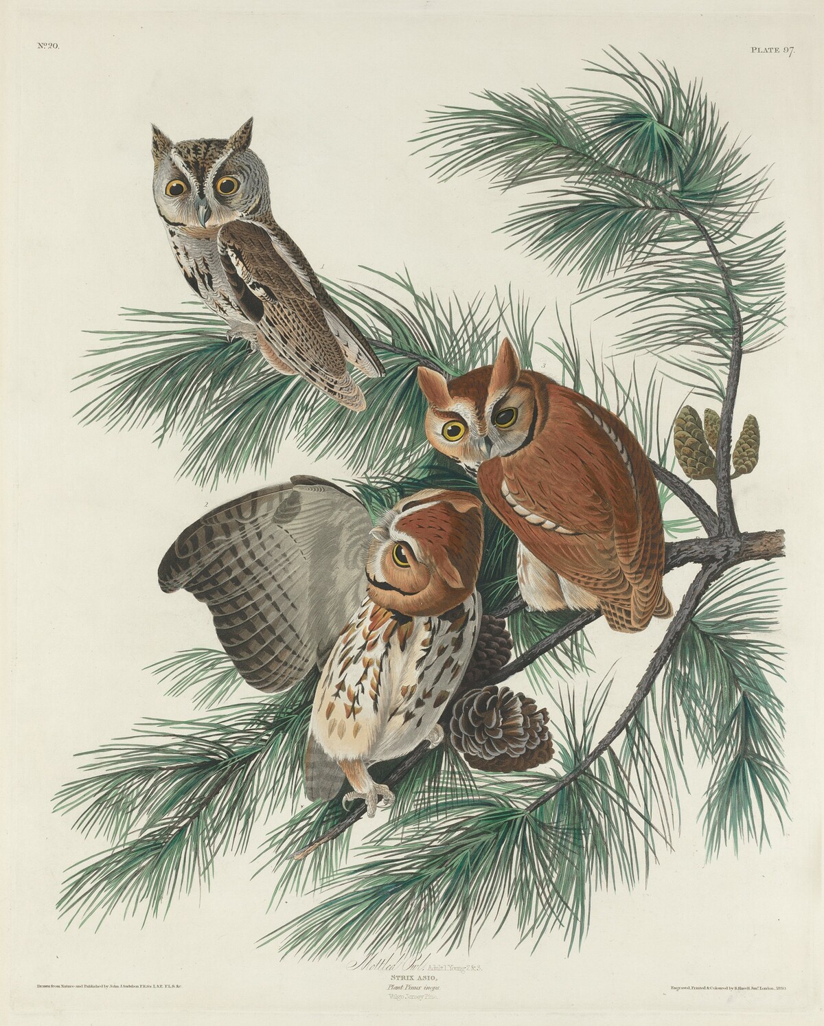 Mottled Owl by Robert Havell after John James Audubon