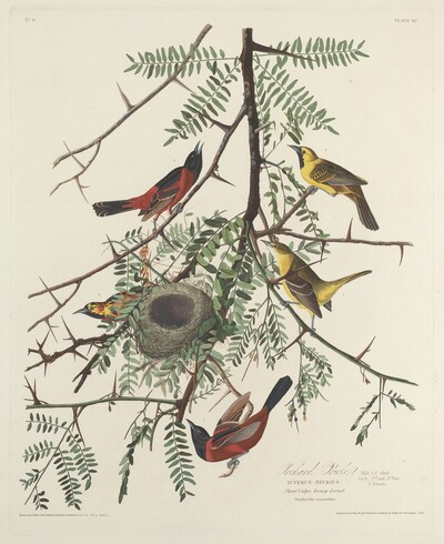 Orchard Oriole
