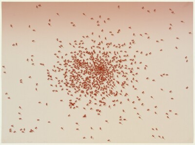 Swarm of Red Ants