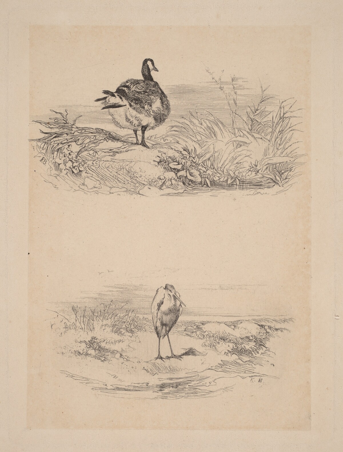 Oie, Heron by Karl Bodmer