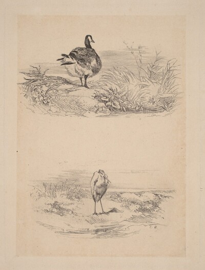 Oie, Heron