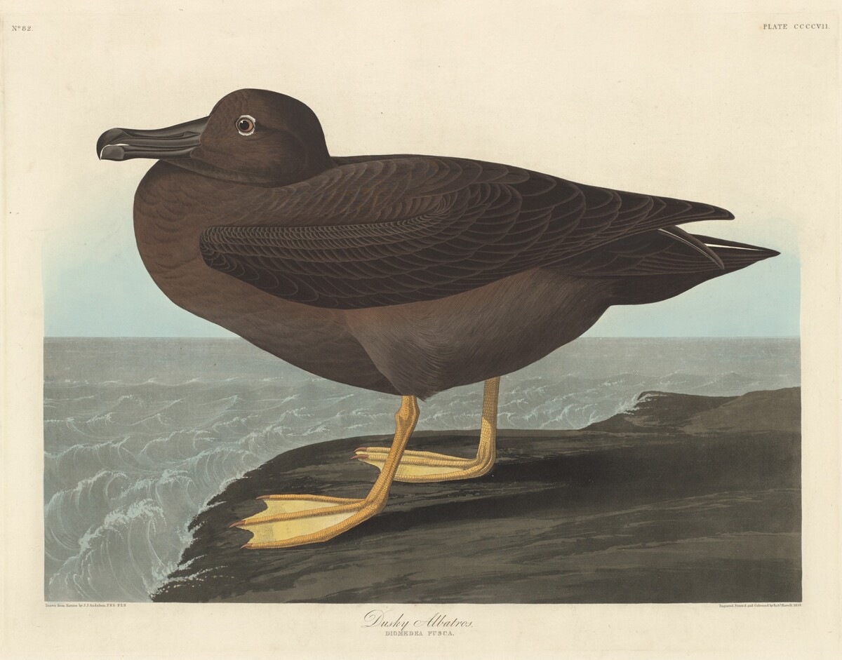Dusky Albatros by Robert Havell after John James Audubon