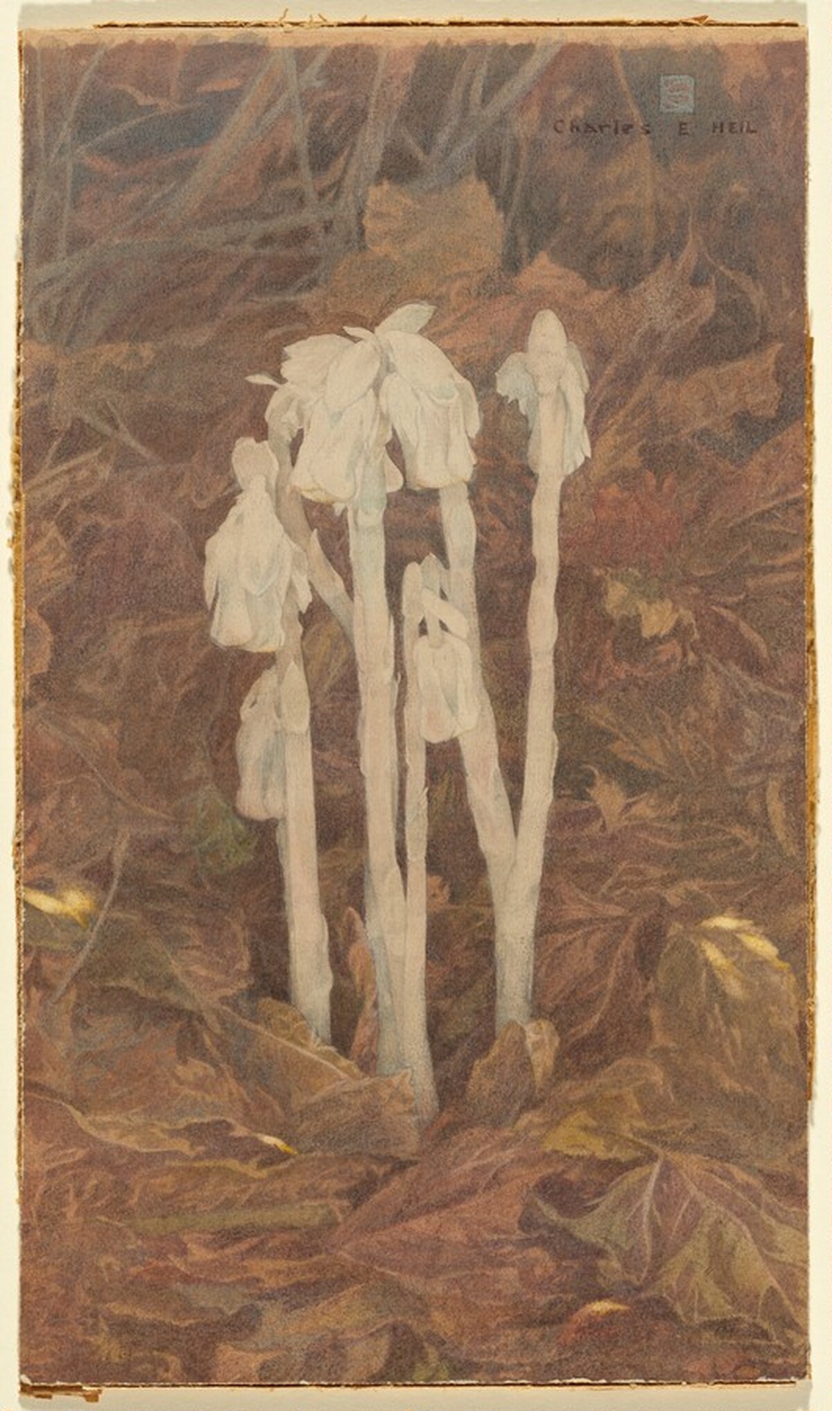 Indian Pipe by Charles E. Heil