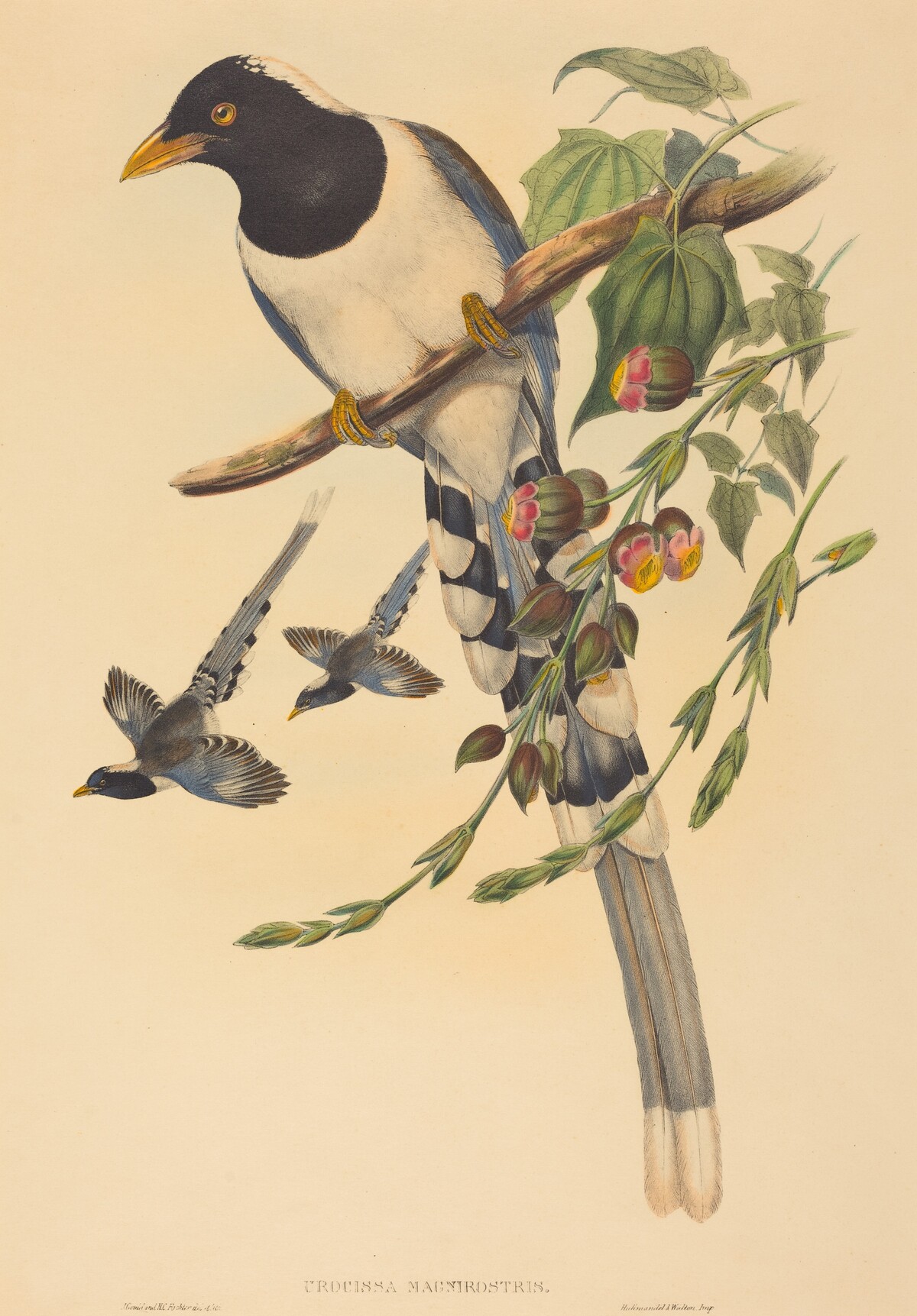 Urocissa magnirostris by John Gould and H.C. Richter