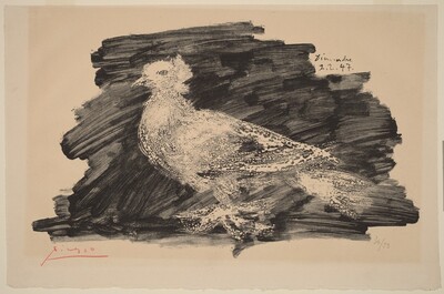Pigeon with Gray Background (Pigeon au fond gris)