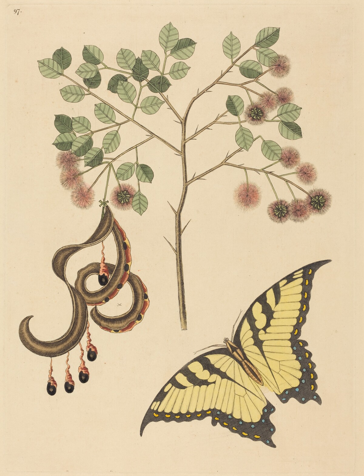 Cat's Claw (Mimosa circinalis) by Mark Catesby