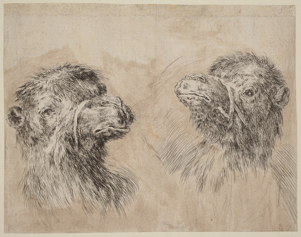 Two Camel Heads [recto] by Stefano Della Bella