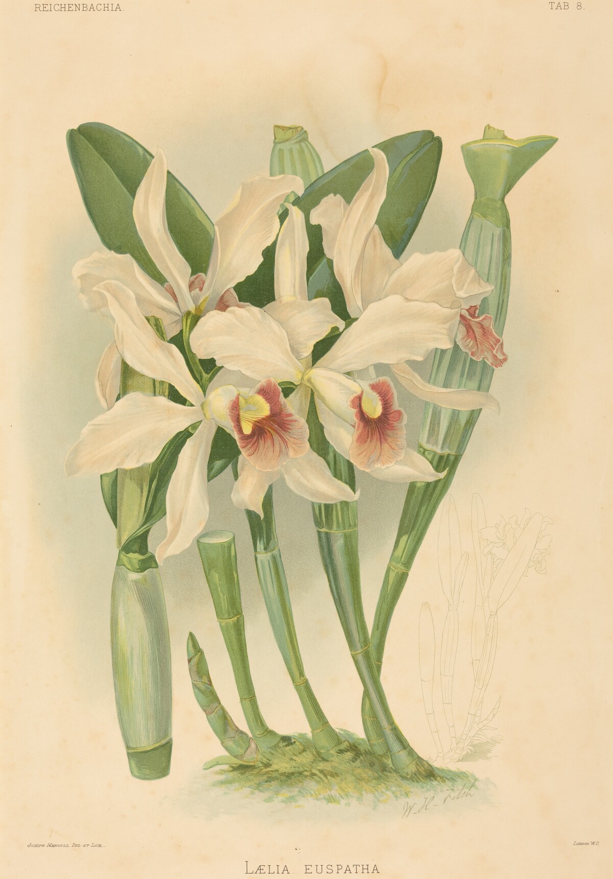 Laelia Euspatha by Joseph Mansell after Walter Hood Fitch
