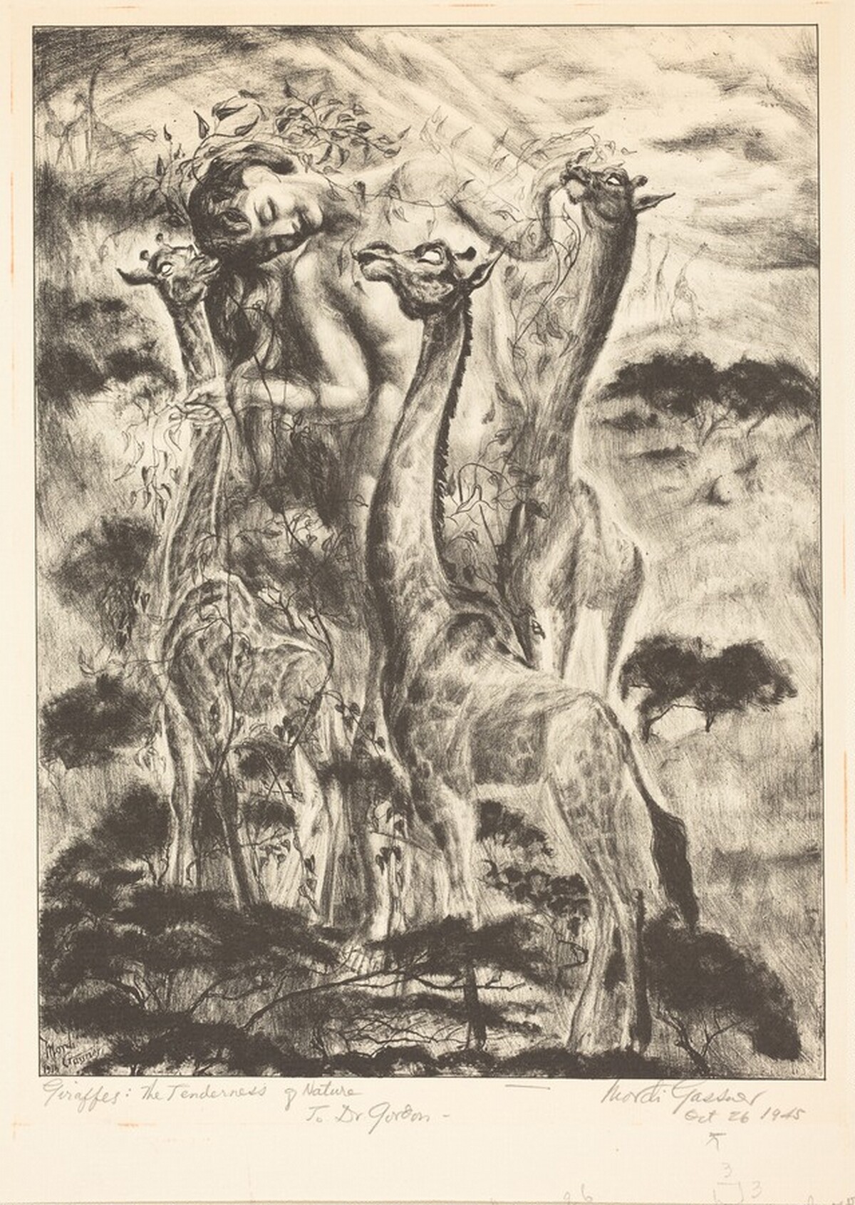 Giraffes: The Tenderness of Nature by Mordi Gassner