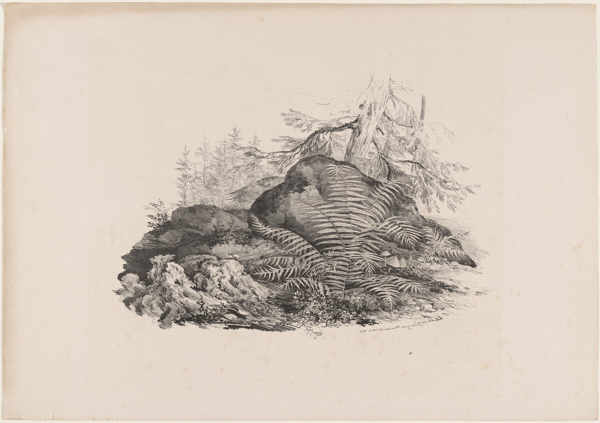 Hilly Forest View with a Fern by Carl August Lebschée