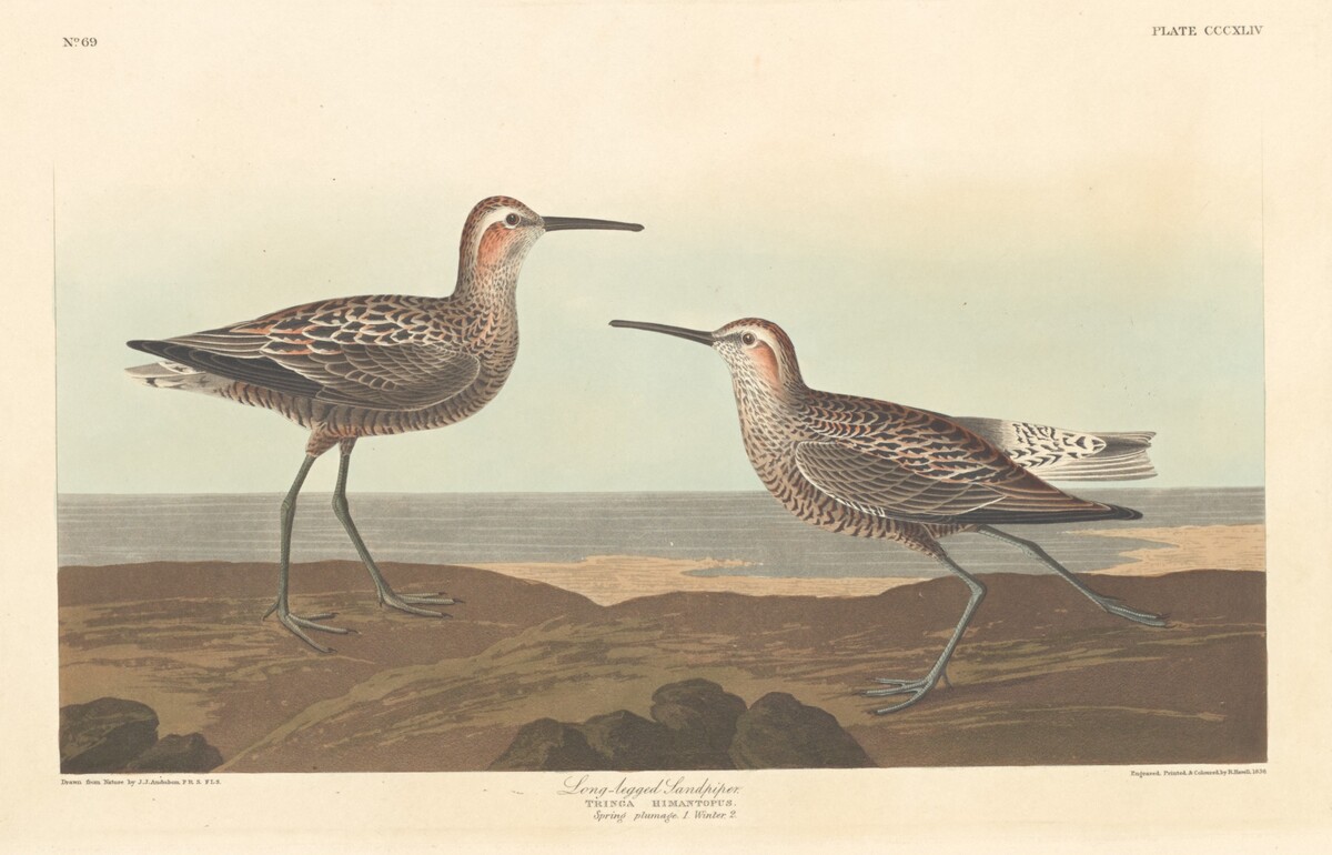 Long-legged Sandpiper by Robert Havell after John James Audubon