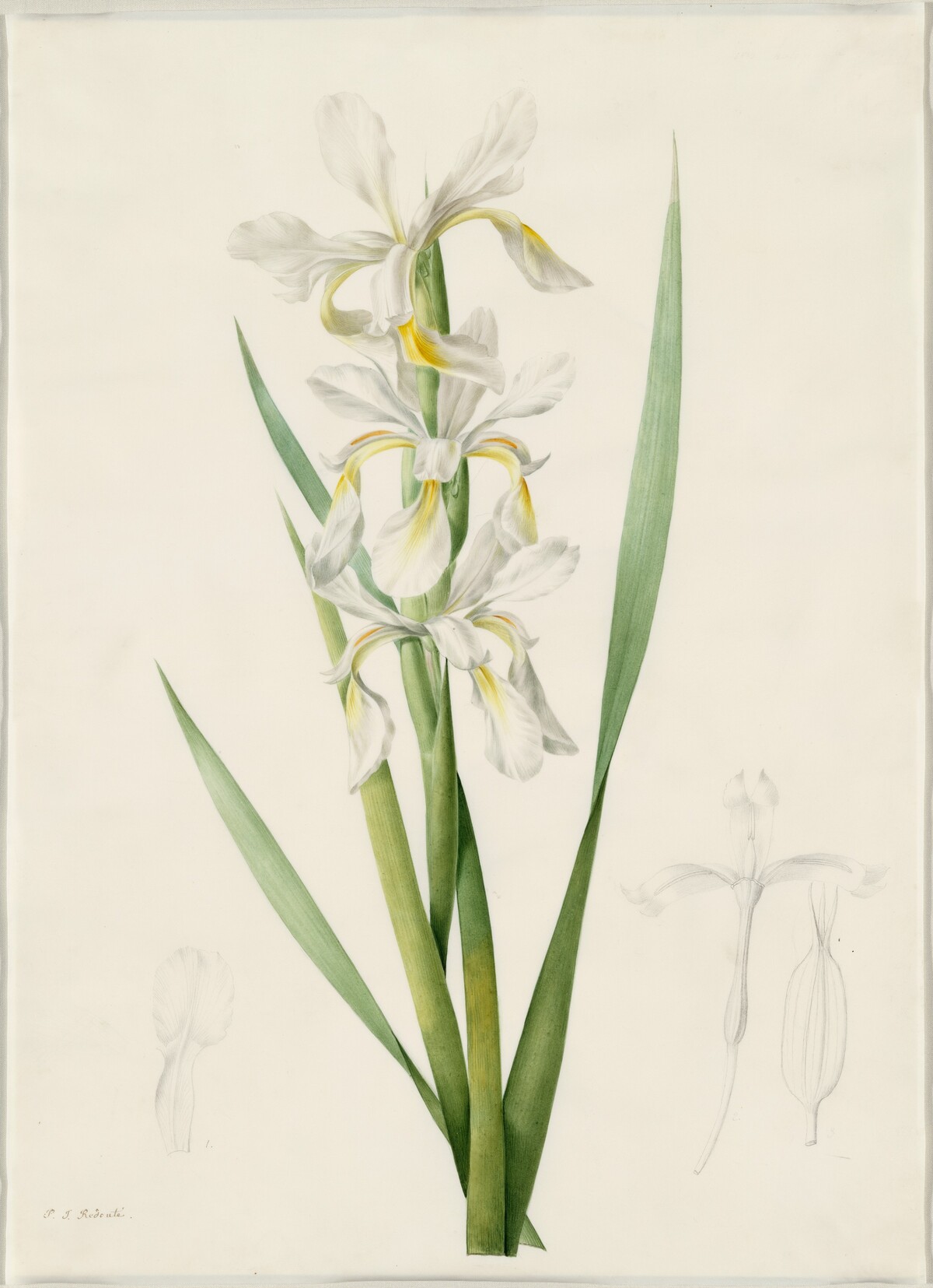 Iris ochroleuca by Pierre Joseph Redouté