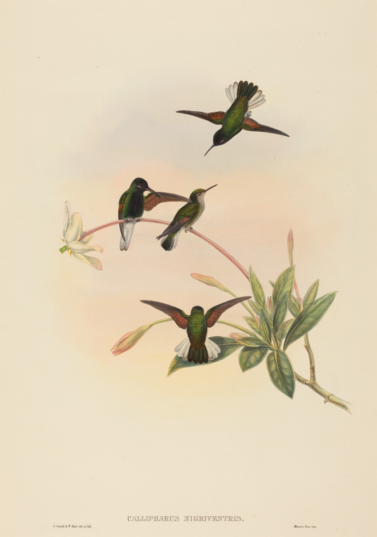 Callipharus nigriventris (Black-bellied Hummingbird) by John Gould and W. Hart