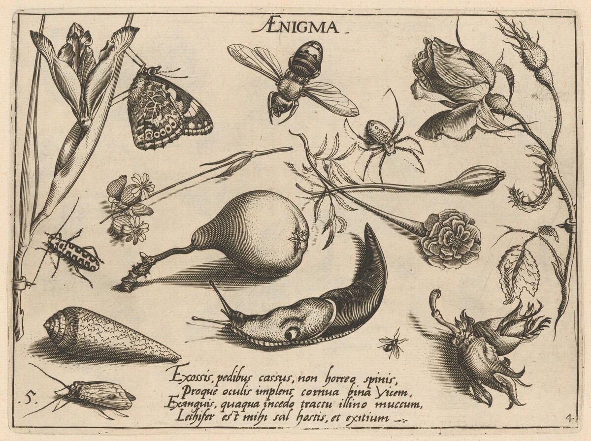 Archetypa studiaque patris Georgii Hoefnagelii [Part 4, Plate 5] by Jacob Hoefnagel after Joris Hoefnagel