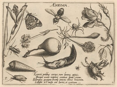Archetypa studiaque patris Georgii Hoefnagelii [Part 4, Plate 5]