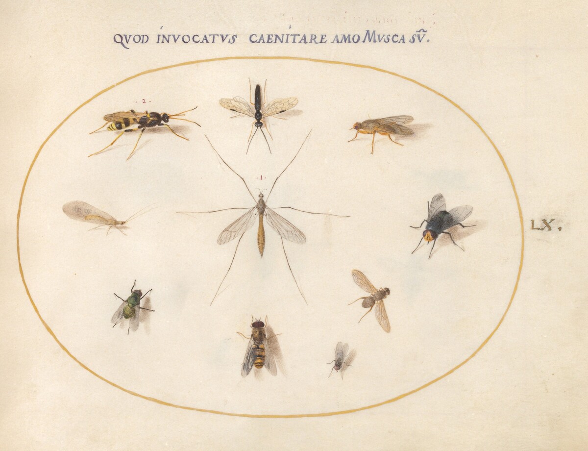 Plate 60: Flies and Other Insects by Joris Hoefnagel