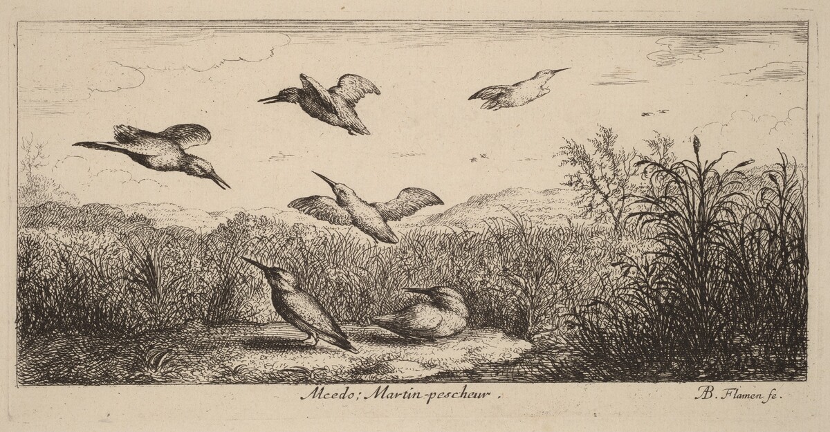 Alcedo, The Kingfisher by Albert Flamen