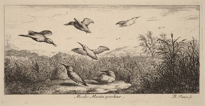 Alcedo, The Kingfisher