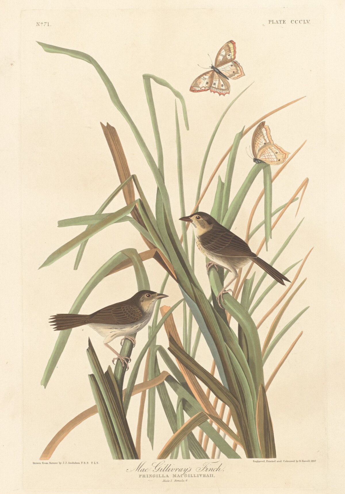 MacGillivray's Finch by Robert Havell after John James Audubon
