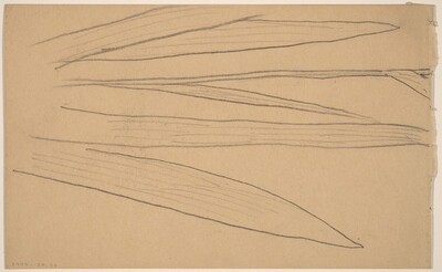 Study of a Flower [verso]