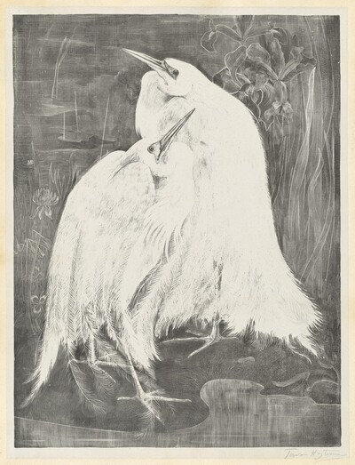 Two White Egrets