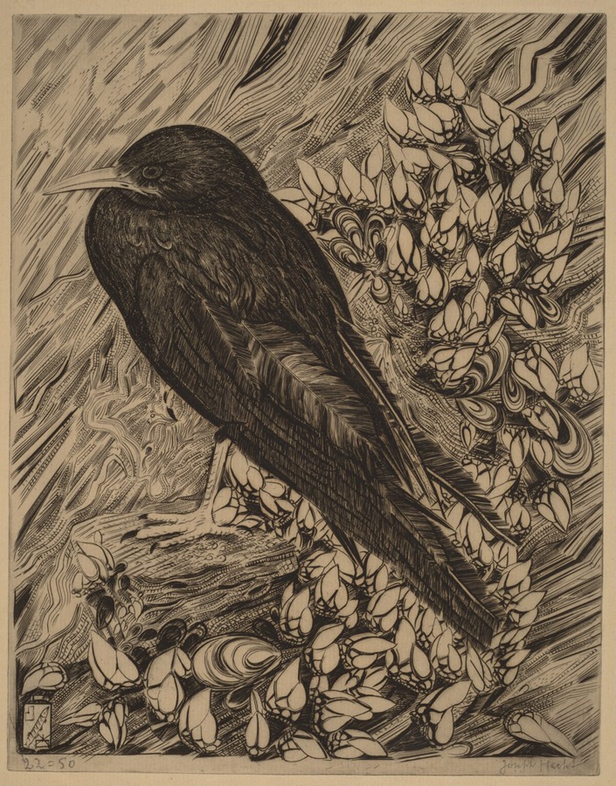 Crow (Corneille) by Joseph Hecht