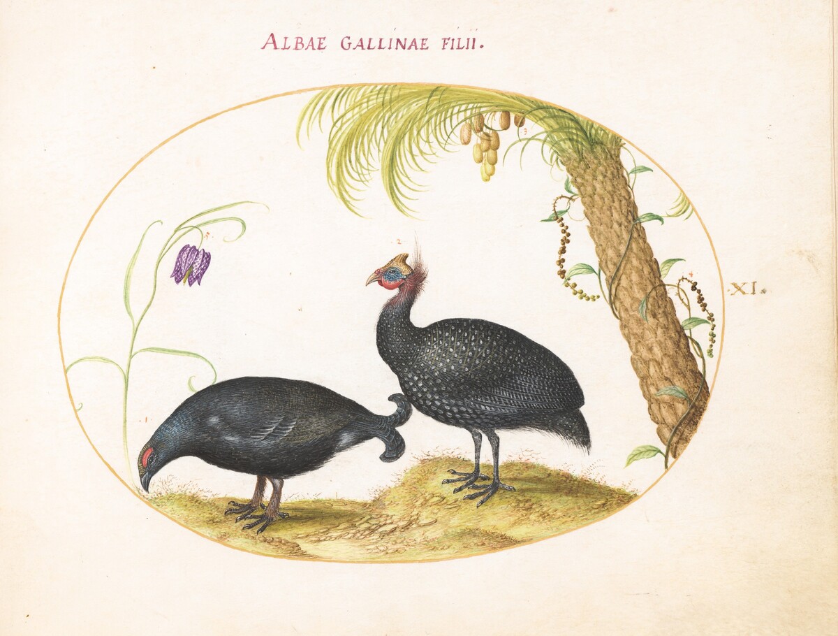 Plate 11: A Caucasian Grouse and a Helmeted Guineafowl by Joris Hoefnagel