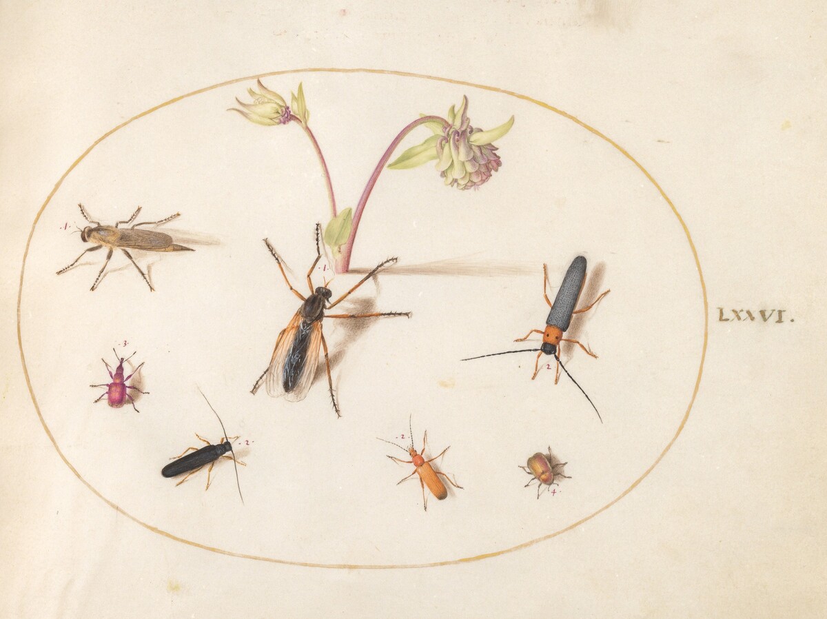 Plate 76: Insects with a Pink and Cream Columbine by Joris Hoefnagel