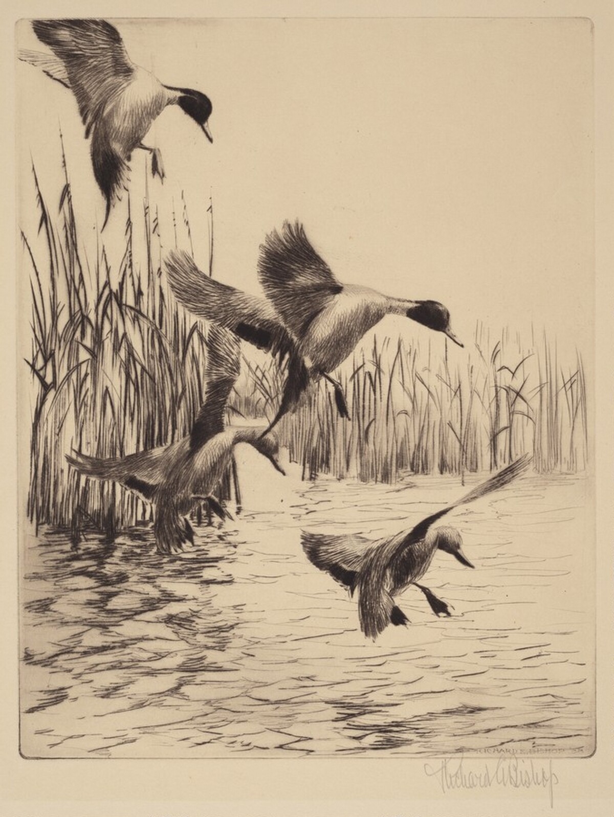 Fall Ducks by Richard Evett Bishop