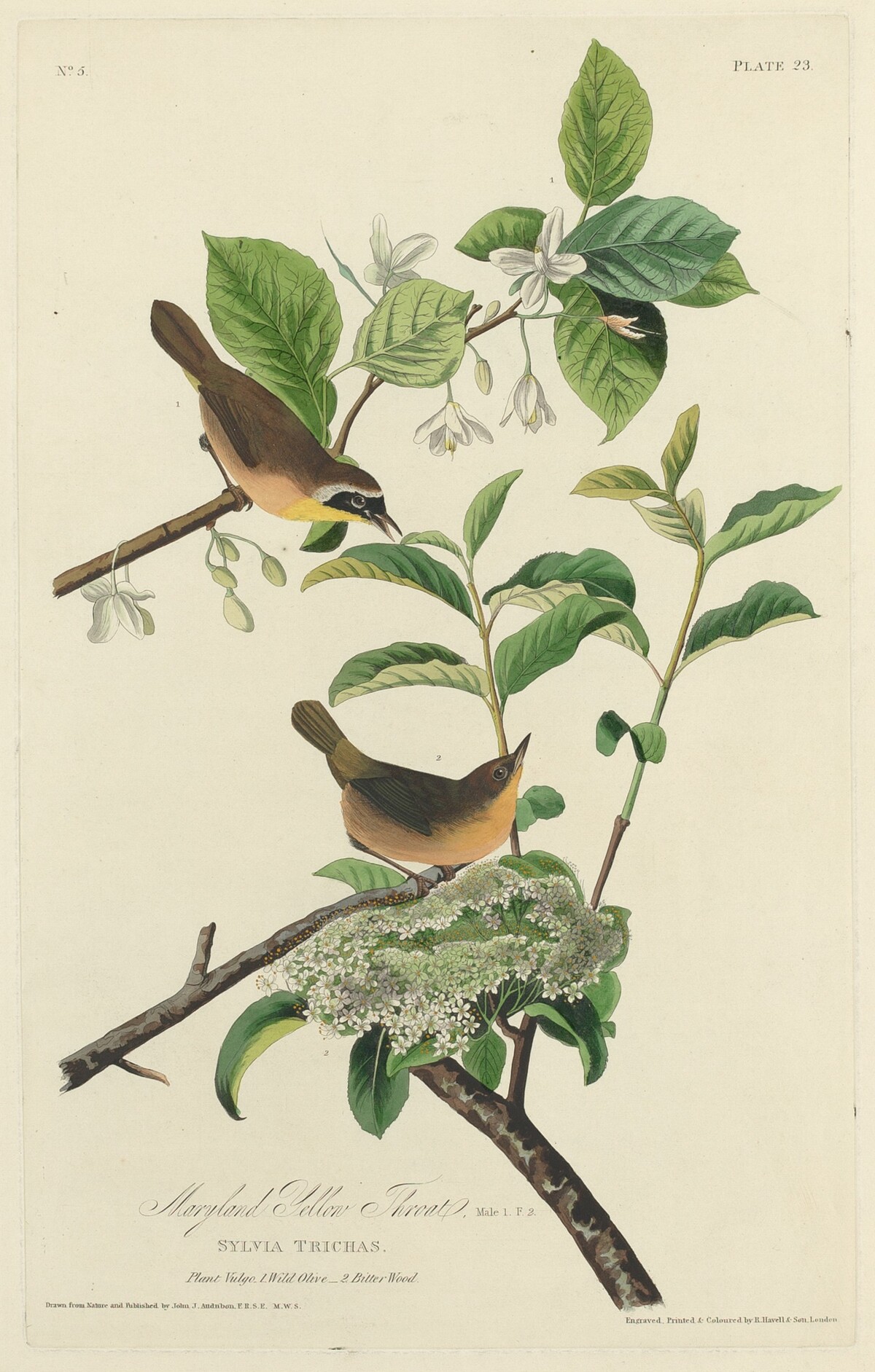 Maryland Yellow Throat by Robert Havell after John James Audubon