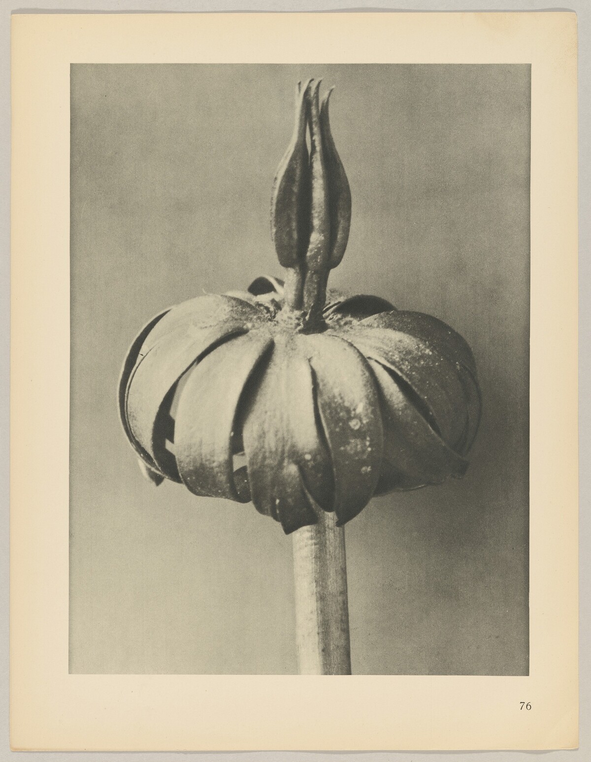 Eranthis cilicica by Karl Blossfeldt