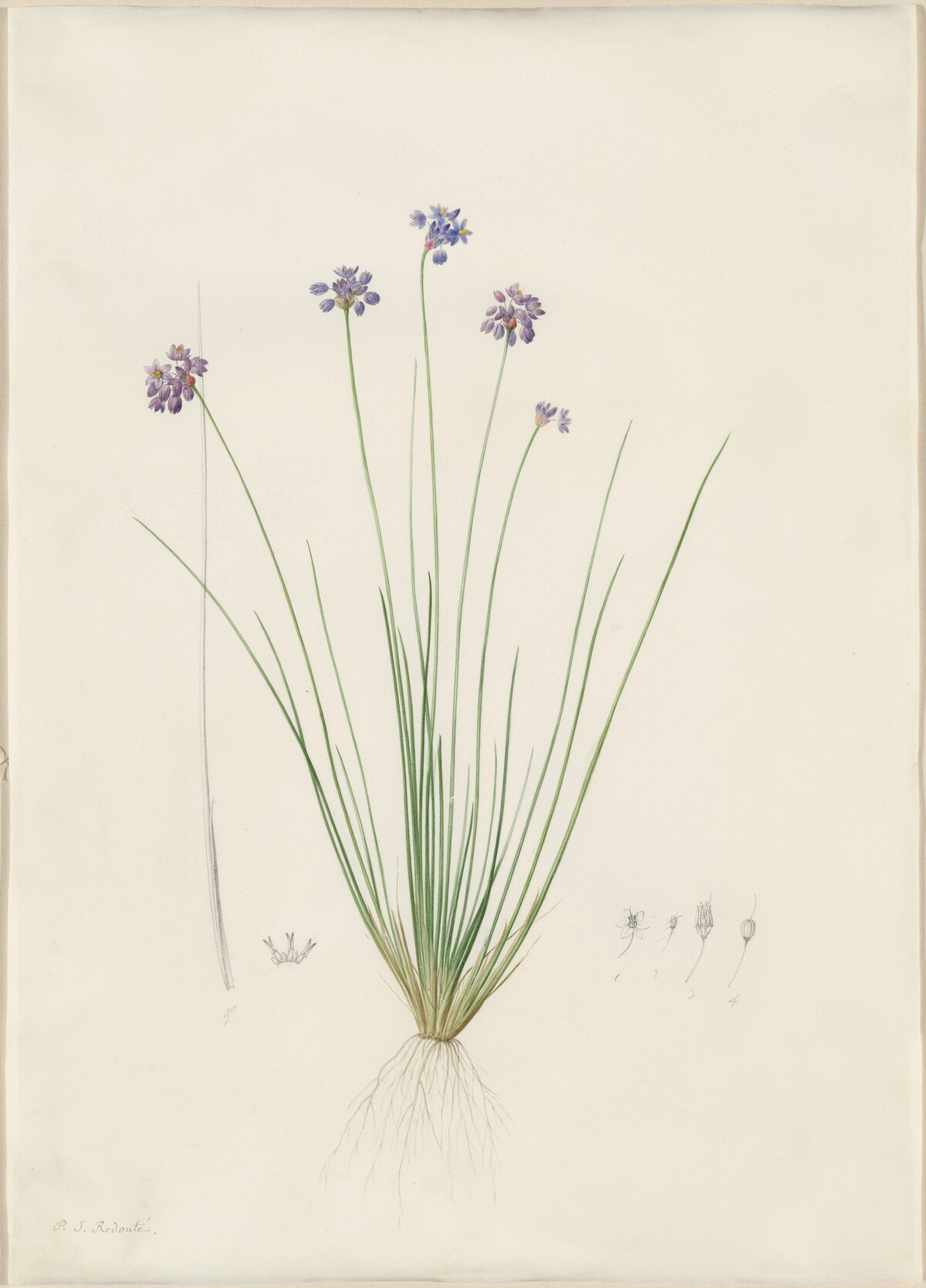 Sowerbaea juncea by Pierre Joseph Redouté