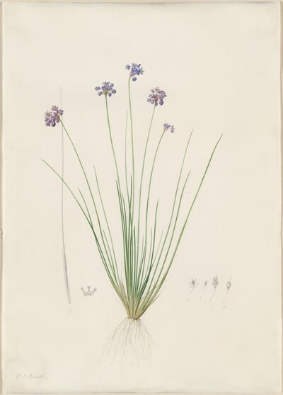Sowerbaea juncea