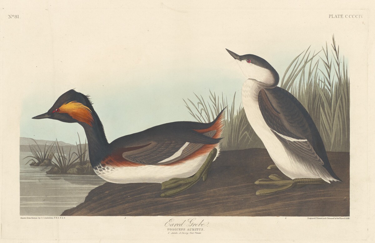 Eared Grebe by Robert Havell after John James Audubon