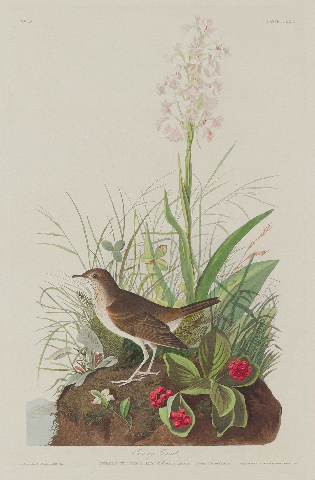 Tawny Thrush by Robert Havell after John James Audubon
