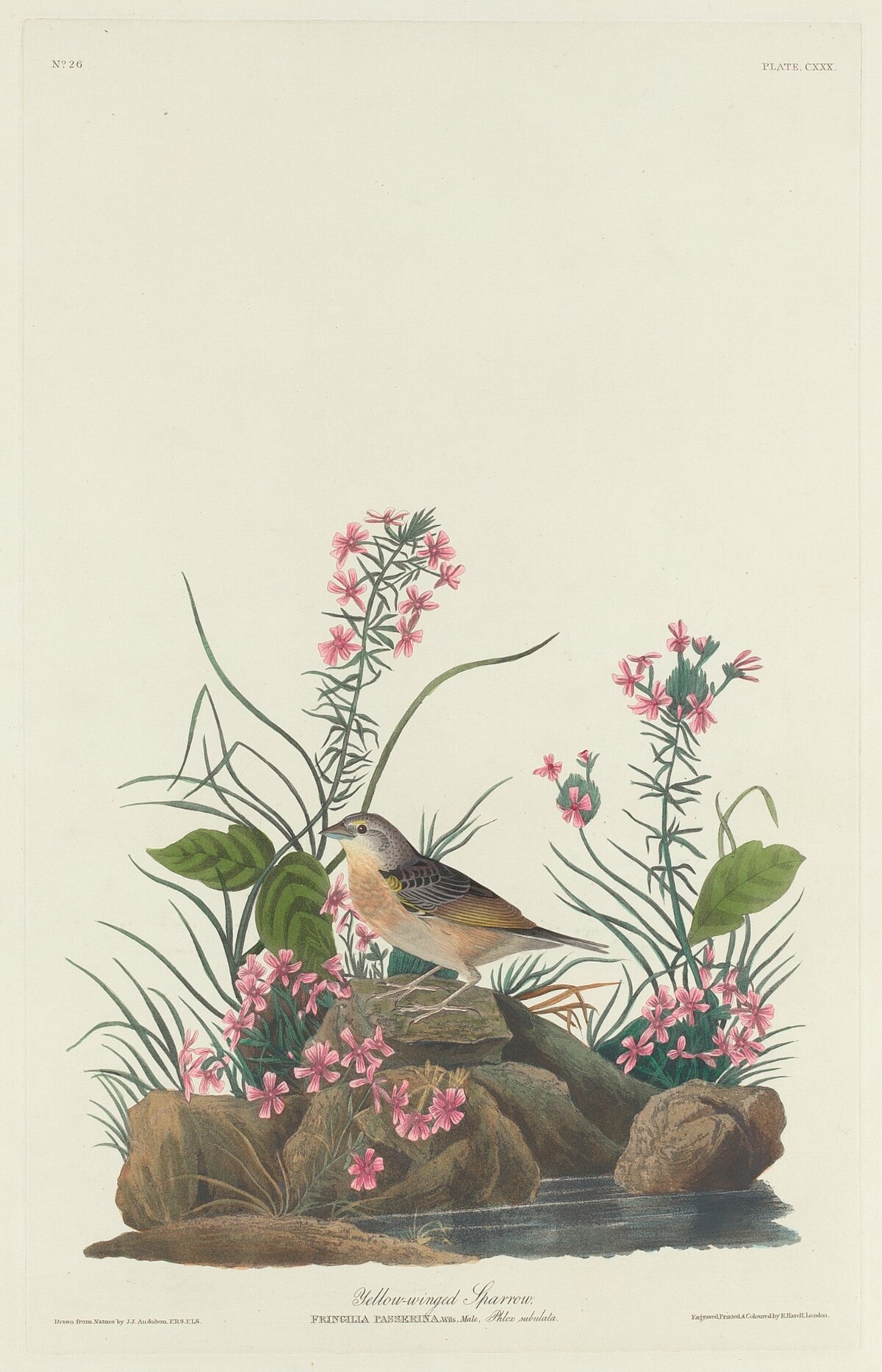 Yellow-winged Sparrow by Robert Havell after John James Audubon