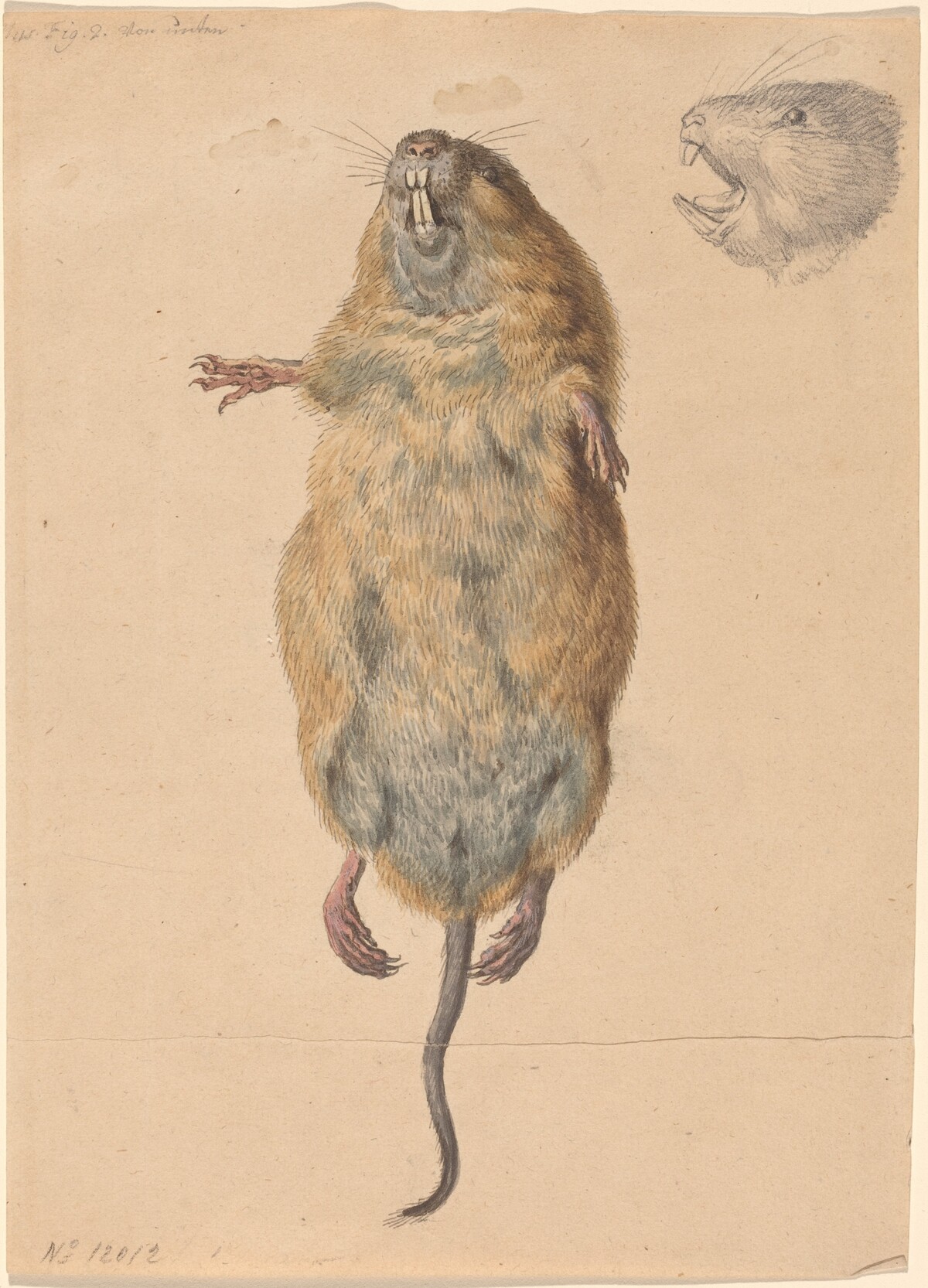 A Field Mouse, from Below by Johann Rudolph Schellenberg
