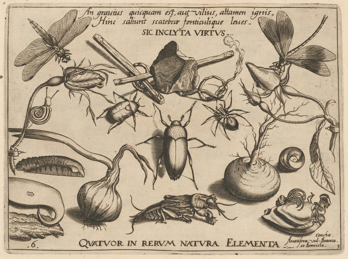 Archetypa studiaque patris Georgii Hoefnagelii [Part 3, Plate 6] by Jacob Hoefnagel after Joris Hoefnagel