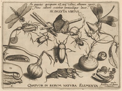 Archetypa studiaque patris Georgii Hoefnagelii [Part 3, Plate 6]