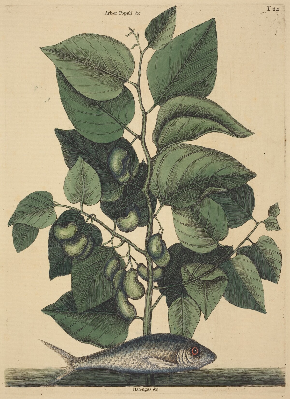 The Pilchard (Argentina carolina) by Mark Catesby