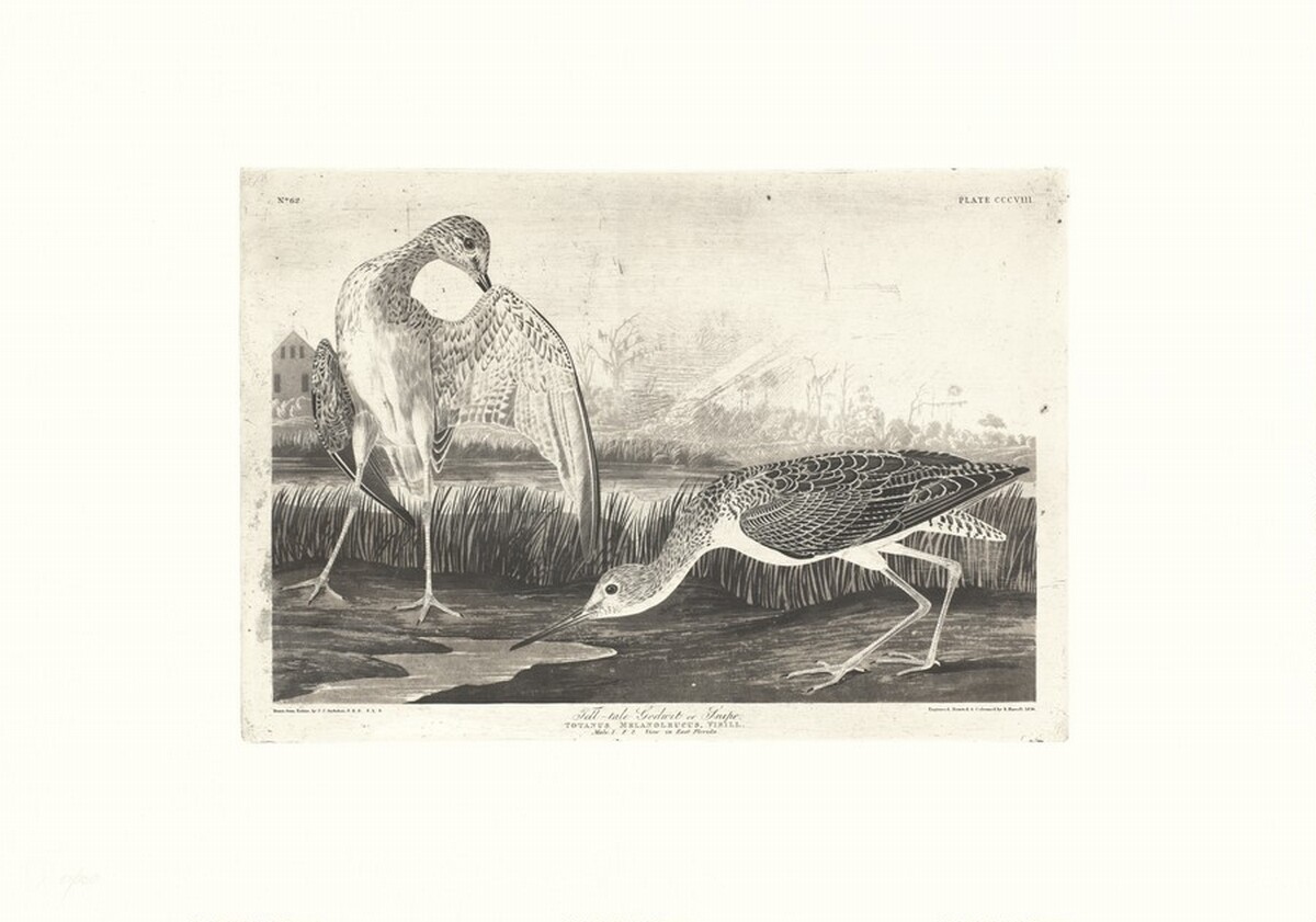 Tell-tale Godwit or Snipe by Robert Havell after John James Audubon