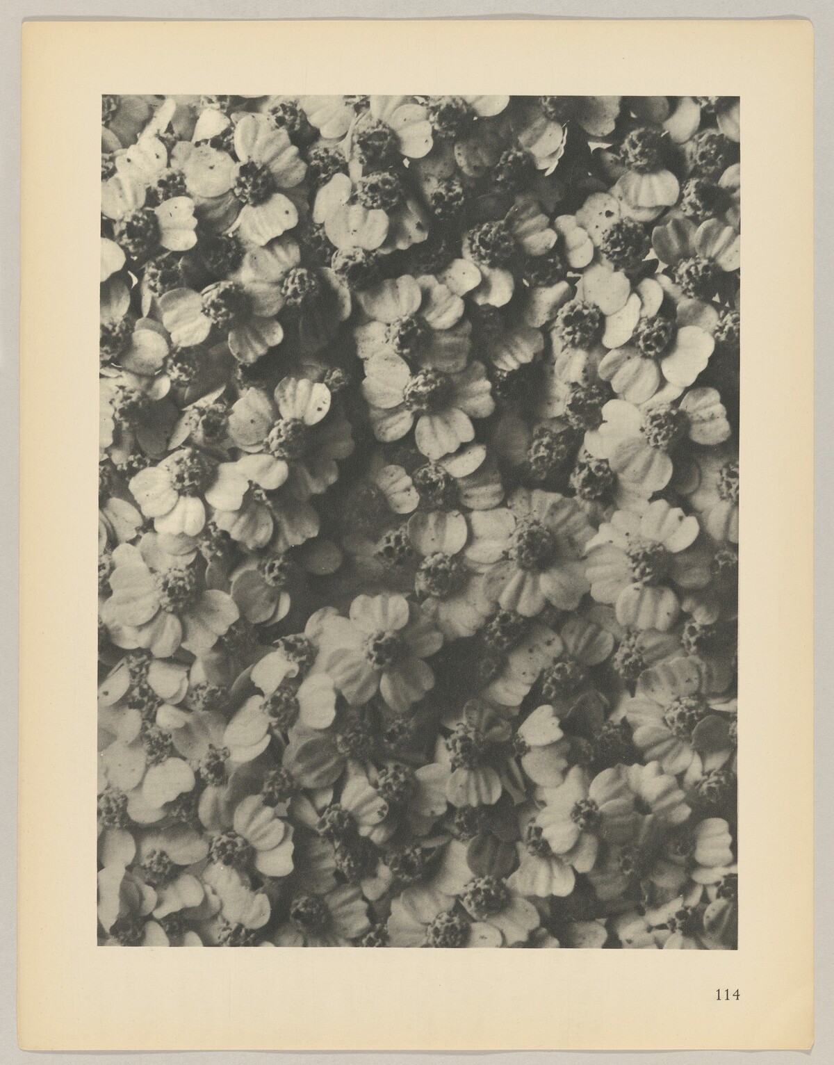 Achillea millefolium by Karl Blossfeldt