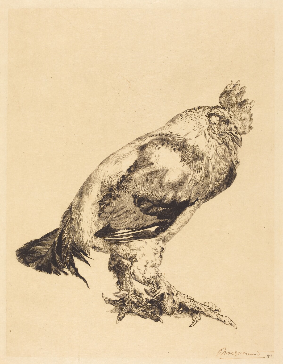 The Old Cock by Félix Bracquemond
