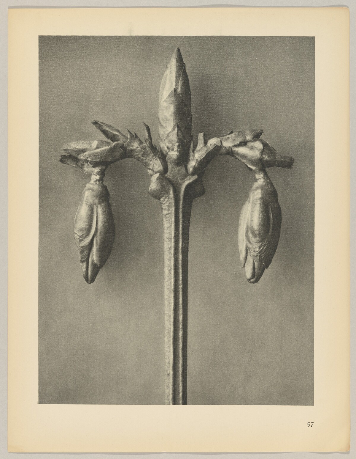 Forsythia suspensa by Karl Blossfeldt