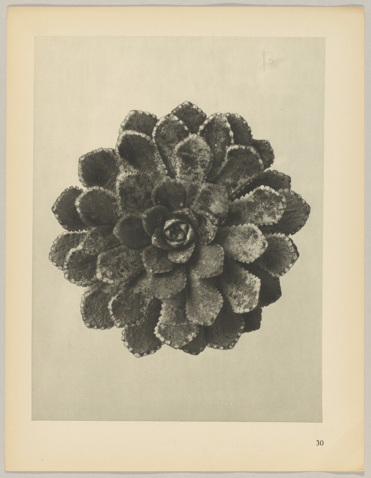 Saxifraga aizoon by Karl Blossfeldt