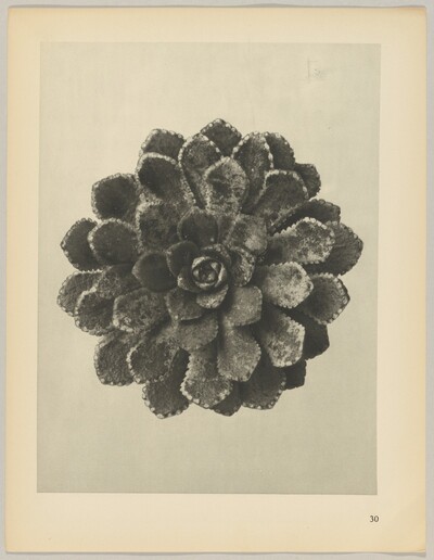 Saxifraga aizoon