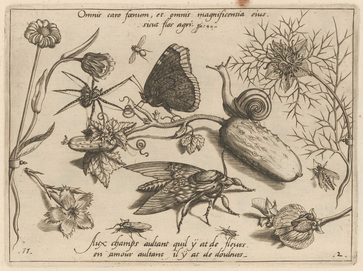 Archetypa studiaque patris Georgii Hoefnagelii [Part 2, Plate 11] by Jacob Hoefnagel after Joris Hoefnagel