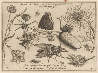 Archetypa studiaque patris Georgii Hoefnagelii [Part 2, Plate 11]